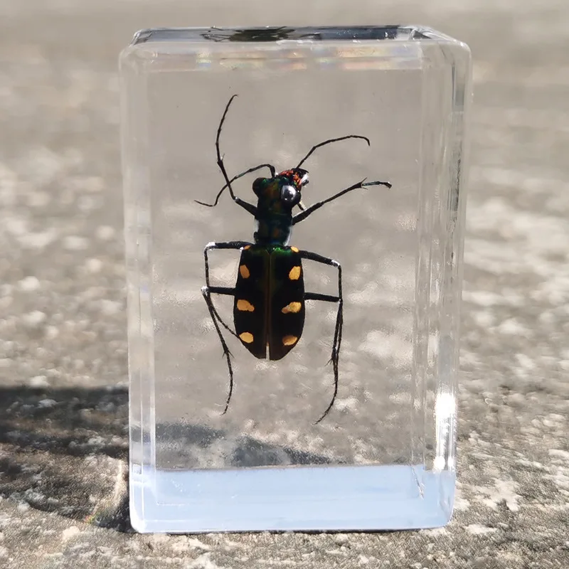 New real insect specimen transparent resin spider autumn beetle scorpion wasp 