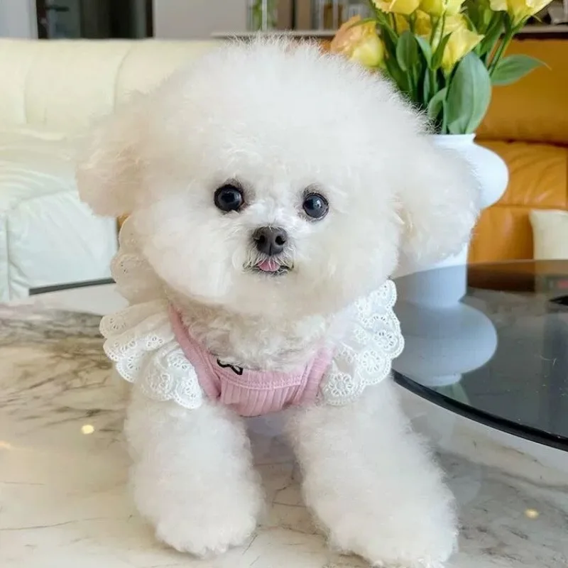

Pet Clothes Summer Lace Flying Sleeve Belly Protector Teddy Bichon Dog Cat Hand Jumpsuit Dog Costume Designer Puppy Clothing