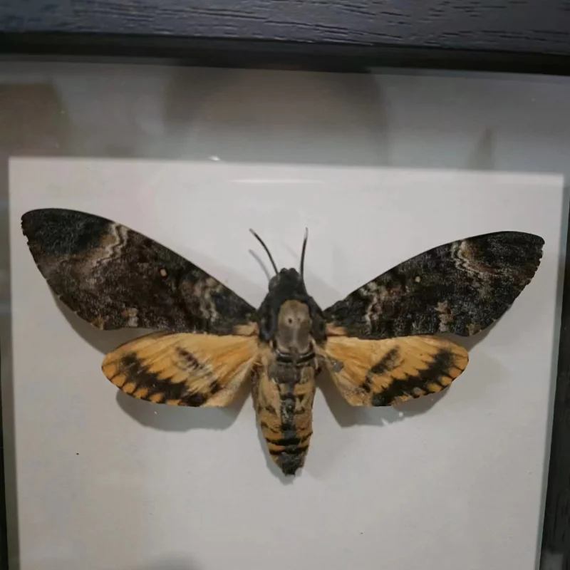 Acherontia lachesis real moth specimen real insect frame home decoration statues for decoration home decoration accessories 4