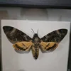 Acherontia lachesis real moth specimen real insect frame home decoration statues for decoration home decoration accessories 4