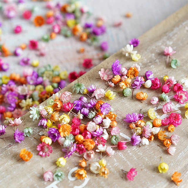 50 Pcs Small Dried Flowers, Tiny Dry Flowers,flowers for Resin,box Resin  DIY, Little Flowers for Resin Craft, Dry Flower Supply 