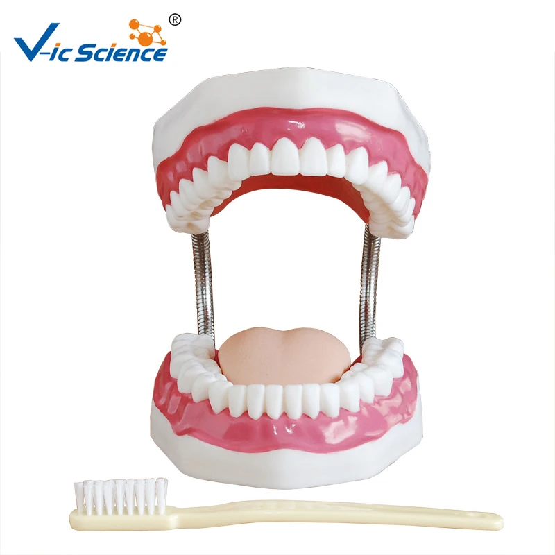 Human Anatomical Teeth Model Medical Science Dental Care Model 32 teeth