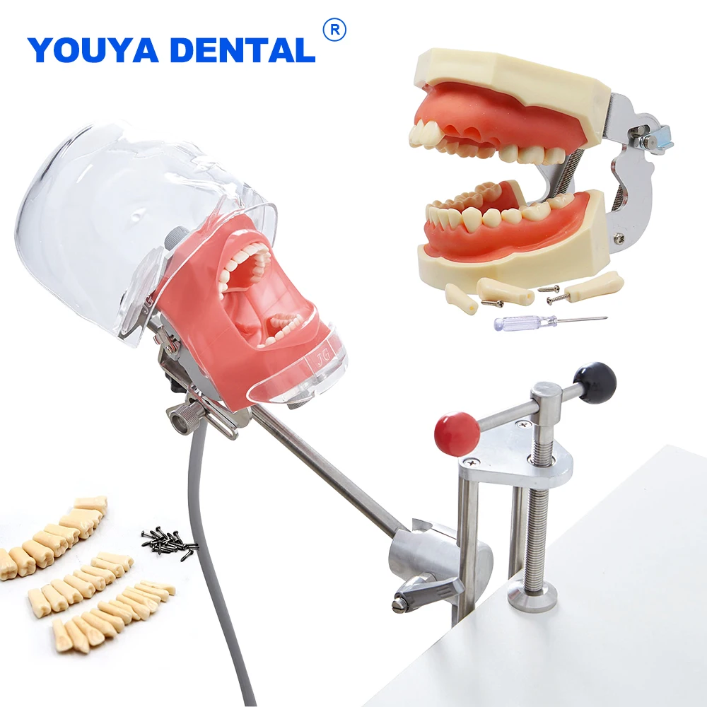 Dental Simulator Simple Head Model Manikin Phantom With Teeth For