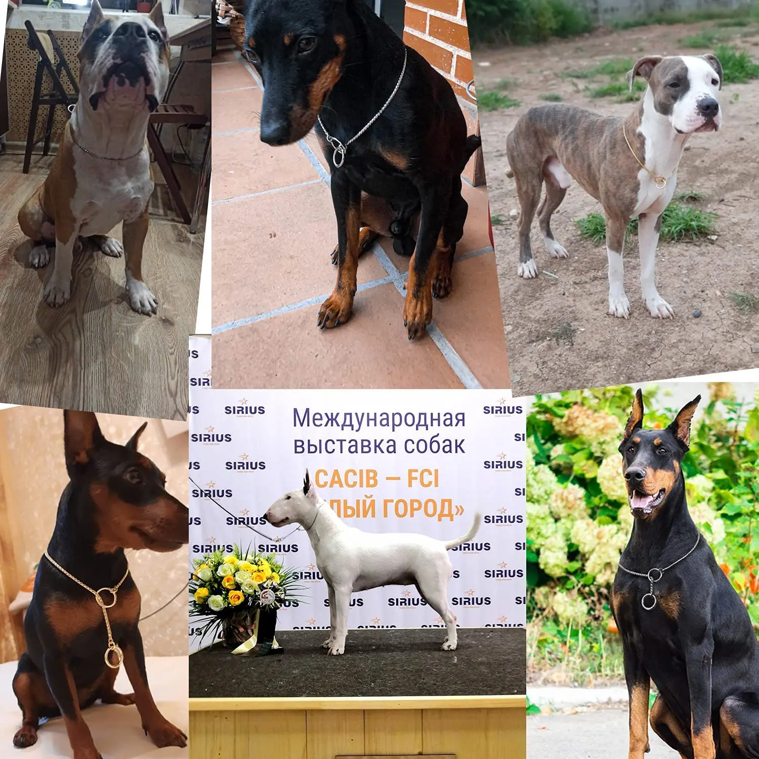 Title 12, Gold Black Silver Dog Chain Collar Choke Pet Tr...