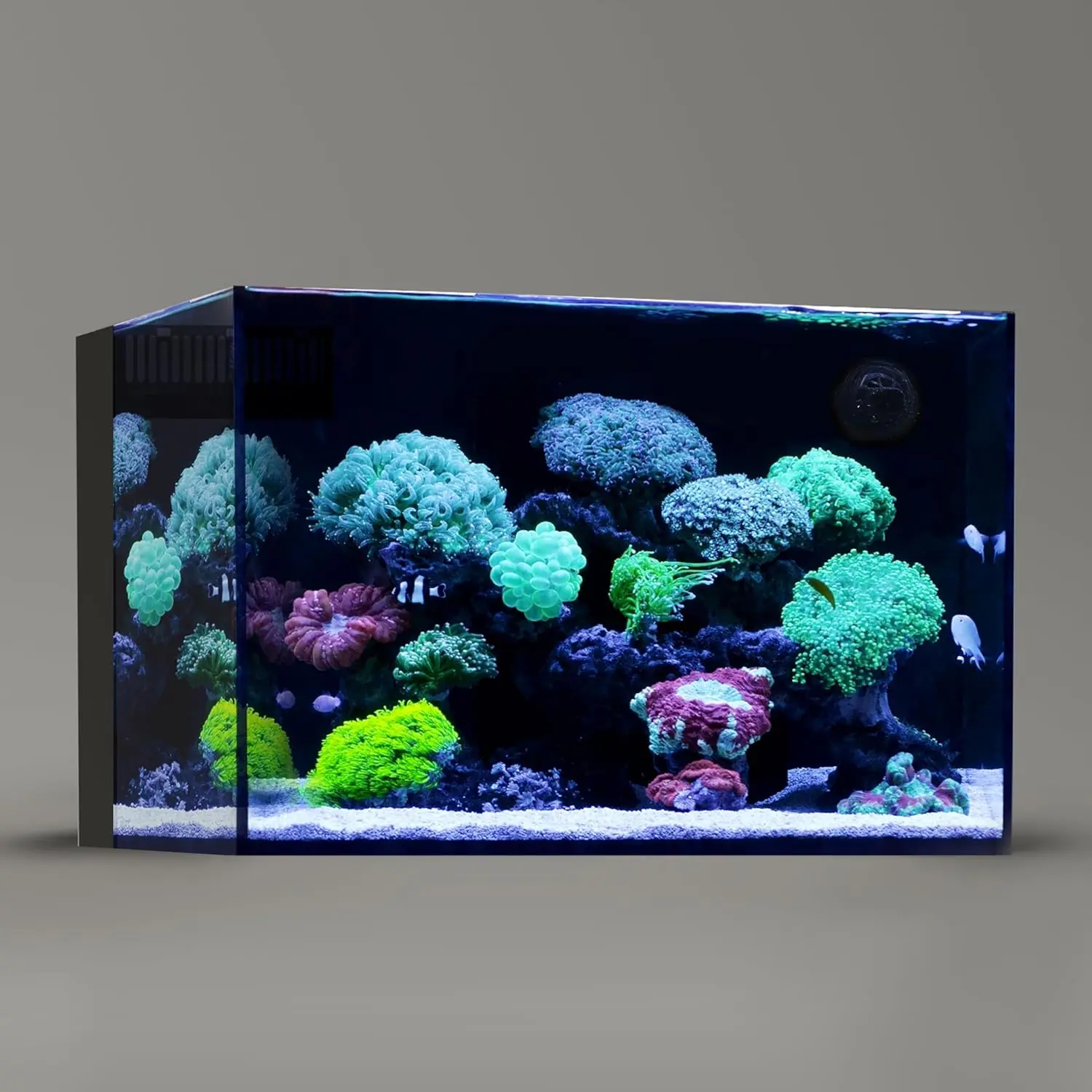 

Gallon Ultra Clear All Glass Rimless Low Iron Aquarium Tank with Rear Filtration Chamber for Salt and Fresh