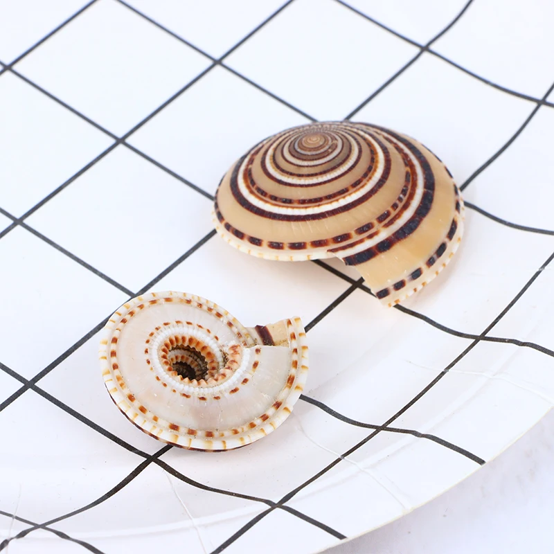 20-40mm Mixed Spiral Shell Beads Pendants Beach Craft Natural Sea shell Craft Decoration DIY Handmade Accessories 5pc/lot
