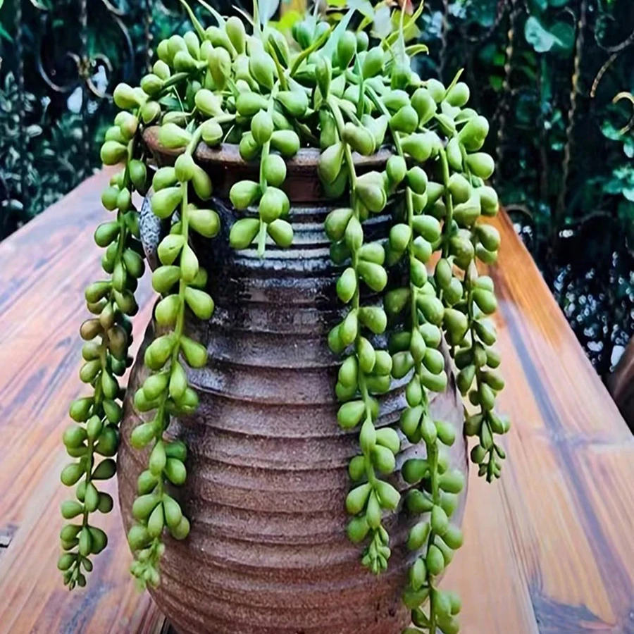 1 Bunch of Realistic Artificial Succulents Lover's Tears Vine Indoor Room Outdoor Garden Balcony Porch Flower Pot Hanging Basket Cuttings Creative Artificial Green Plants Birthday Housewarming Gift