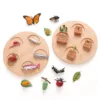 Animal Life Cycle Board Children Toys Montessori Teaching Aids Plant Animal Growth Cycle Model Set preschool cognitive Toys 2