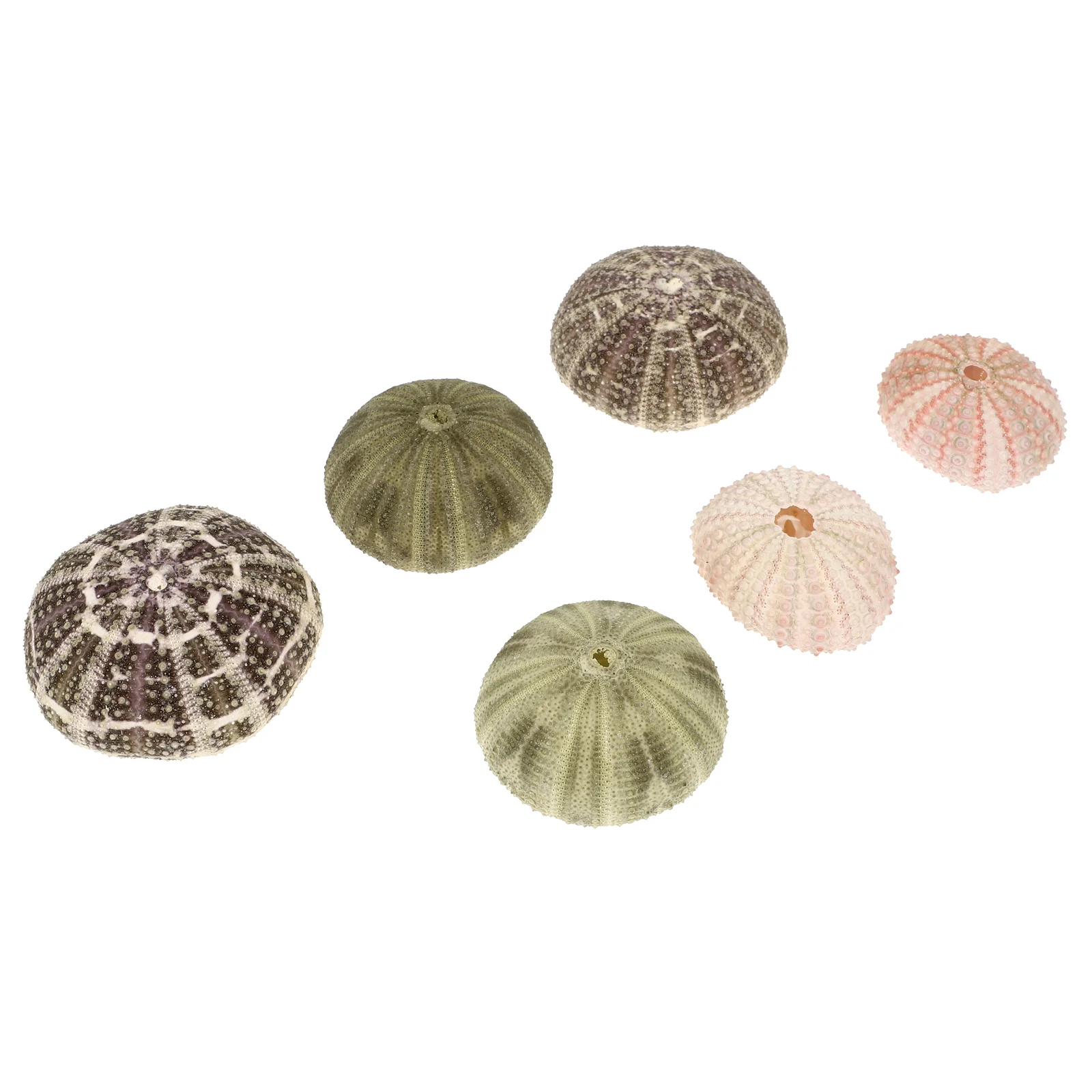 

6 Pcs Monitor Stands Sea Urchin Shell with Pineapple Air Plants Pot Planter Container Creative Flowerpots Tabletop Decor