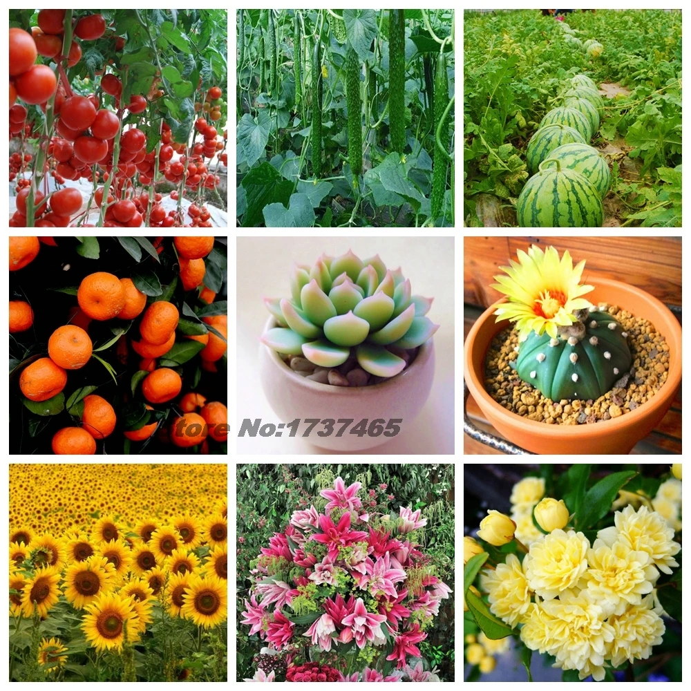 30g Polypeptide Urea Fertilizer Carbamide Advanced Complex Elements A lot Nitrogen Plant Food Garden