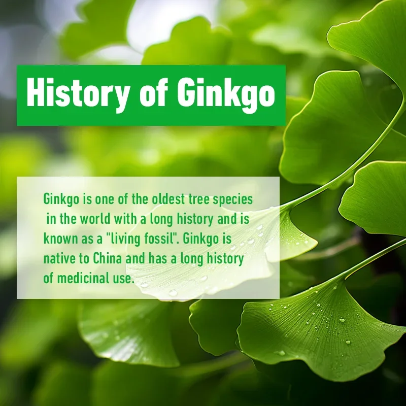 Ginkgo Biloba Capsules Improves Concentration Memory Learning Promotes Brain Health Clarity ginkgo biloba supplement