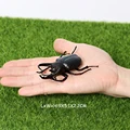 Unicorn beetle