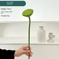 Pu lotus seedpod