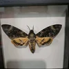 Acherontia lachesis real moth specimen real insect frame home decoration statues for decoration home decoration accessories 1