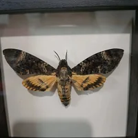 Acherontia lachesis real moth specimen real insect frame home decoration statues for decoration home decoration accessories 1