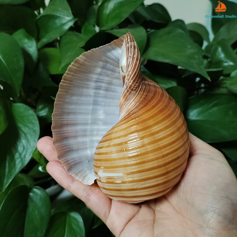 12-14CM Large Giant Tun Shell Maroon Tonna Galea Conch for For Collection Wedding Decorations, Fish Tank Party and Table Decor