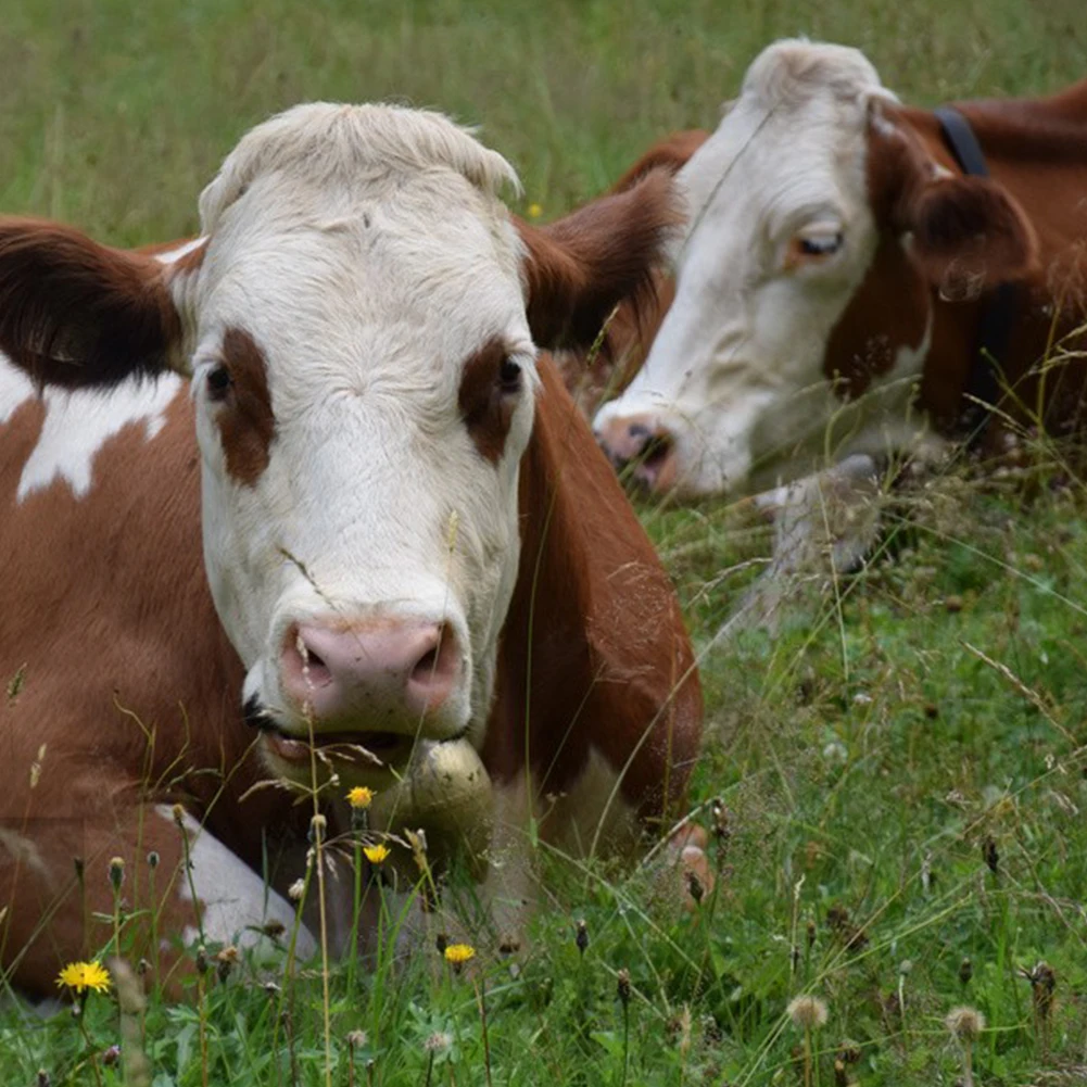 Farm Cow Grazing Bell Sheep Horse Goat Anti Lost Metal Bell Anti Theft Louder Liftstock Equipment Farm Animal Supplies animal bells