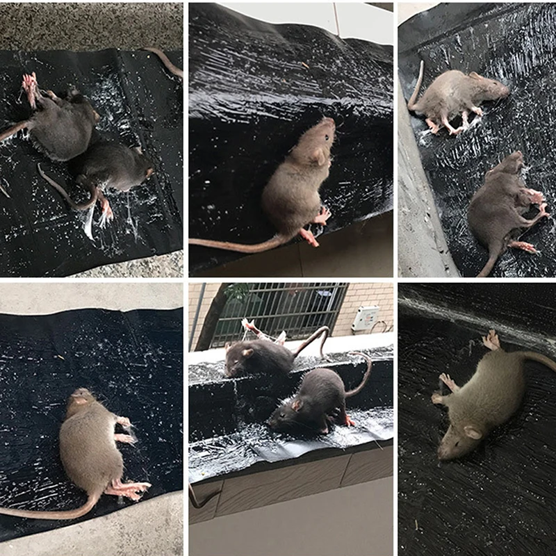 BB: Piege Colle Souris Rat Et Insectes - Solution Efficace à Base de Colle pour Les Cafards et Les Rats - Plaque Adhesive pour Souris Piege à Colle pour Souris et Cafards BB: Piege Colle Souris Rat Et Insectes - Solution Efficace à Base de Colle pour Les Cafards et Les Rats - Plaque Adhesive pour Souris Piege à Colle pour Souris et Cafards