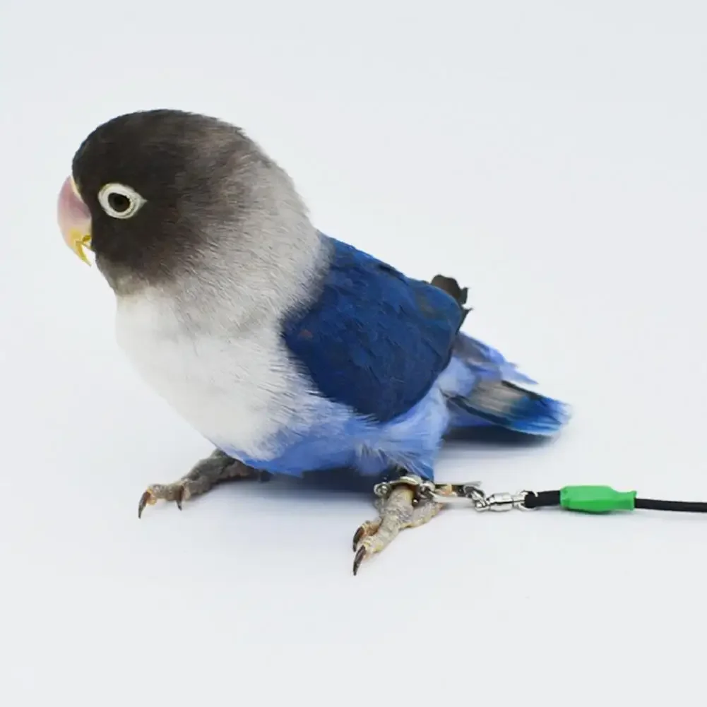 2-6M Anti-bite Flying Training Rope Parrot Bird Outdoor Flying Traveling Elastic Walking Rope Portable Pet Bird Harness Strap dog harness pet harness bird training rope