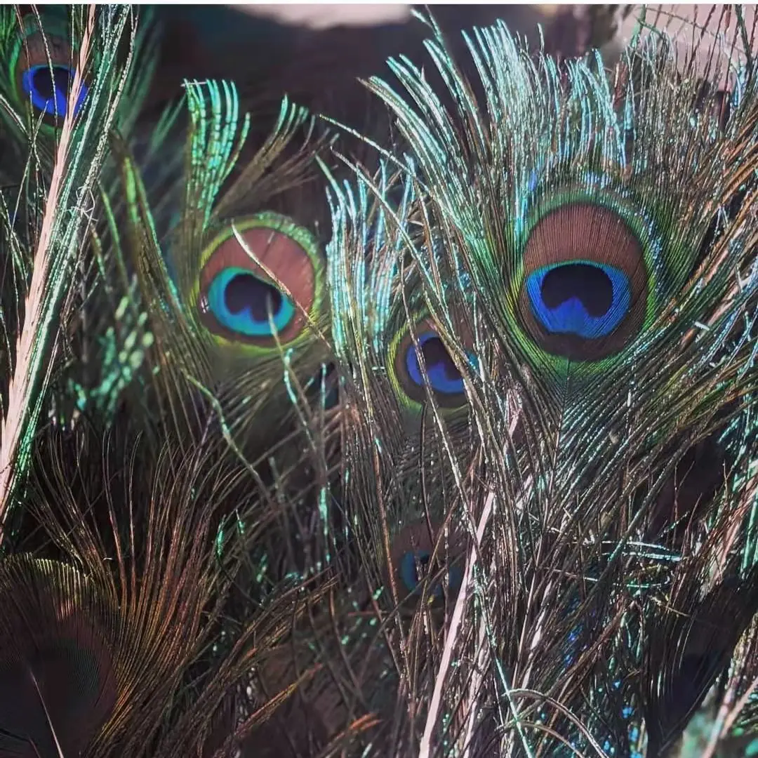 20 Piume Di Pavone Naturali - Decorative Per Centrotavola, Matrimoni, Craft E Casa