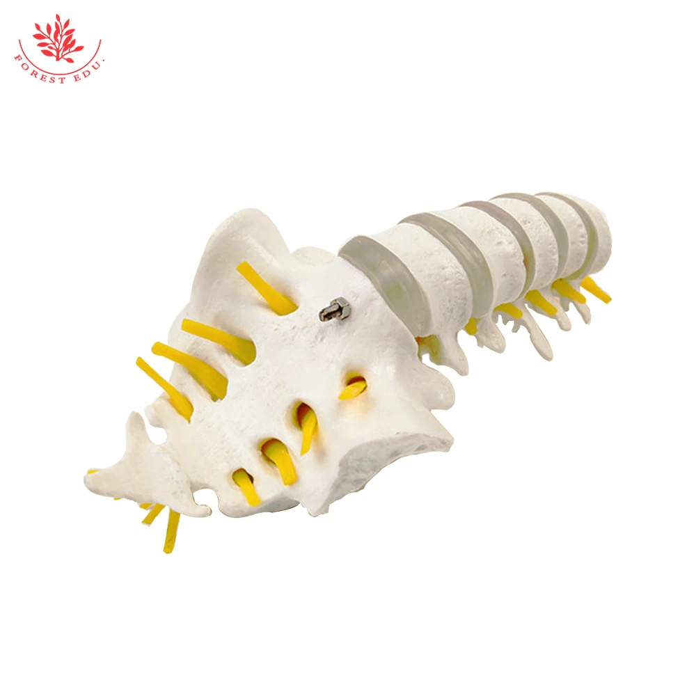 Lumbar Spine Model Mini Size Human Vertebrae with Sacrum&Coccyx and Tail Bone Medical Science For Anatomical Teaching
