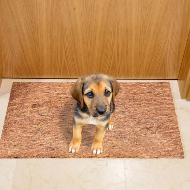 Kókuszdió Bélés Vastag -Kókuszdisznó -Lepedők Csipetes Padlószőnyeg Virágpot Kosárhoz Rost Pálma Szőnyeg - Image 6