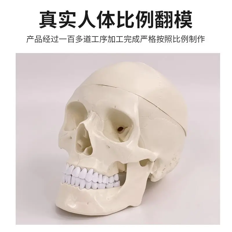 Life-Size Human Skull Model 3