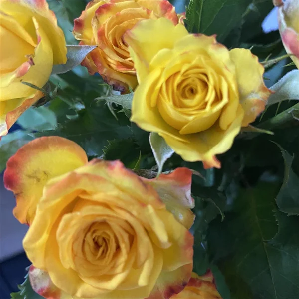 Blossom Store