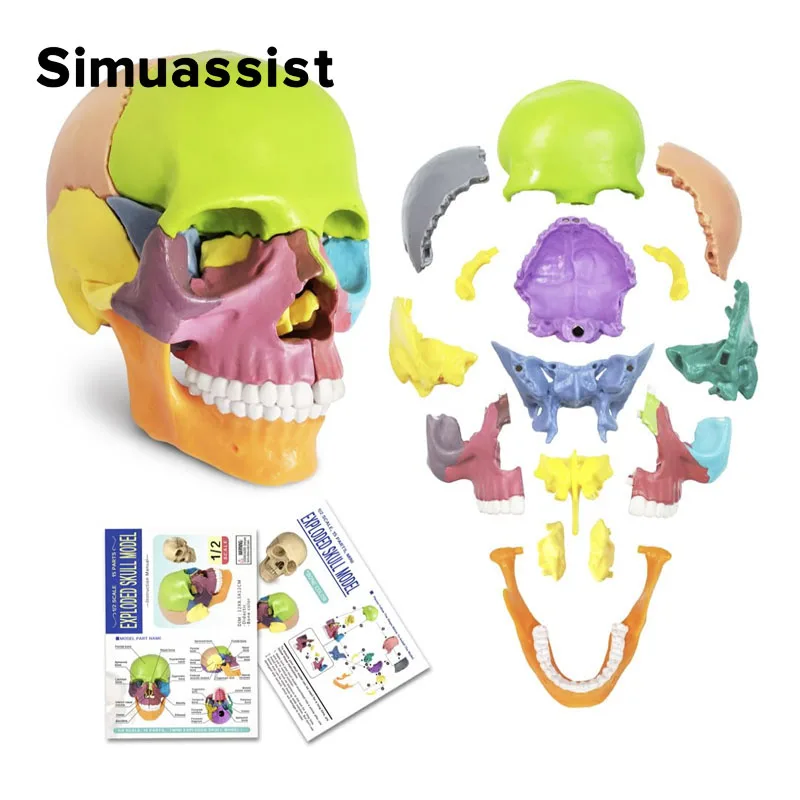15PCS/SET 4D Disassembled Color Mini Skull Anatomy Model Human Anatomy Skull Puzzle Medical Teaching Tool human skull model
