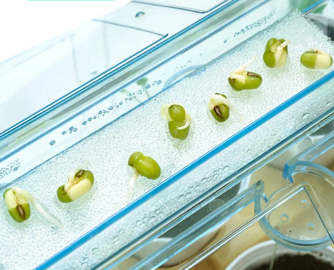 Activity Plant Children'S Planting Homework Experience The Fun