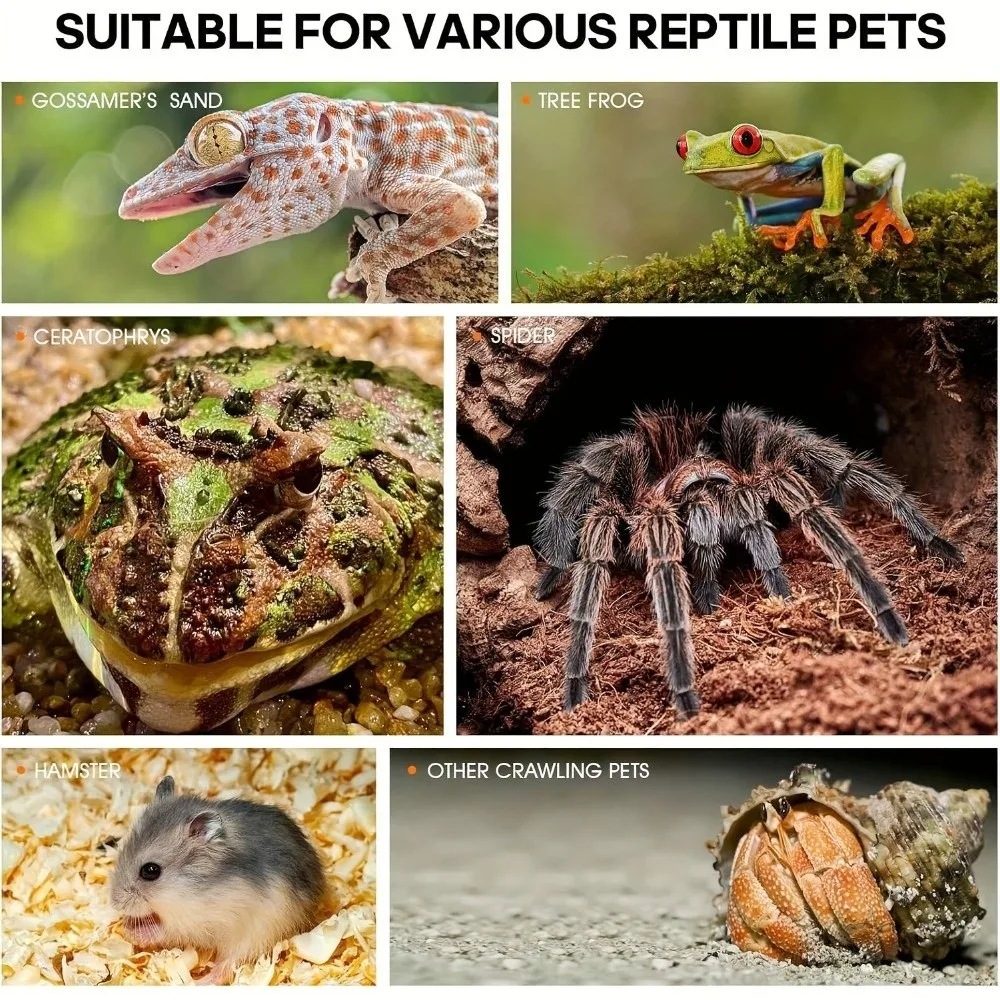 Transparente Reptilien-Fütterungsbox mit Ausbruchsicherung, Belüftung und Schnallenverschluss für Springspinnen - Acryl-Terrarium für Kriechtiere – Detail 7