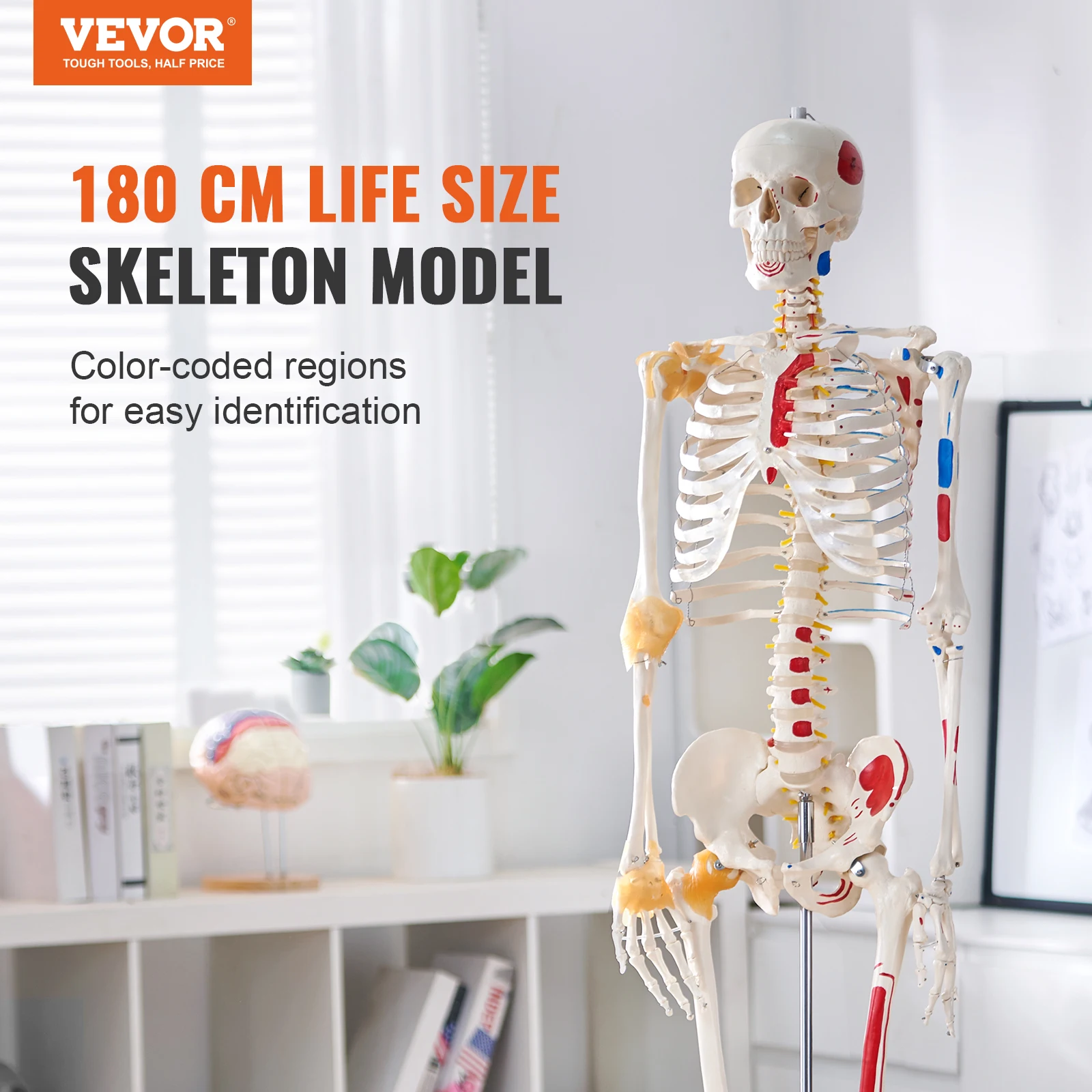 VEVOR Human Skeleton Model for Anatomy 71.65" Life Size PVC Anatomy Skeleton Model with Movable Arms Legs & Jaw for Teaching