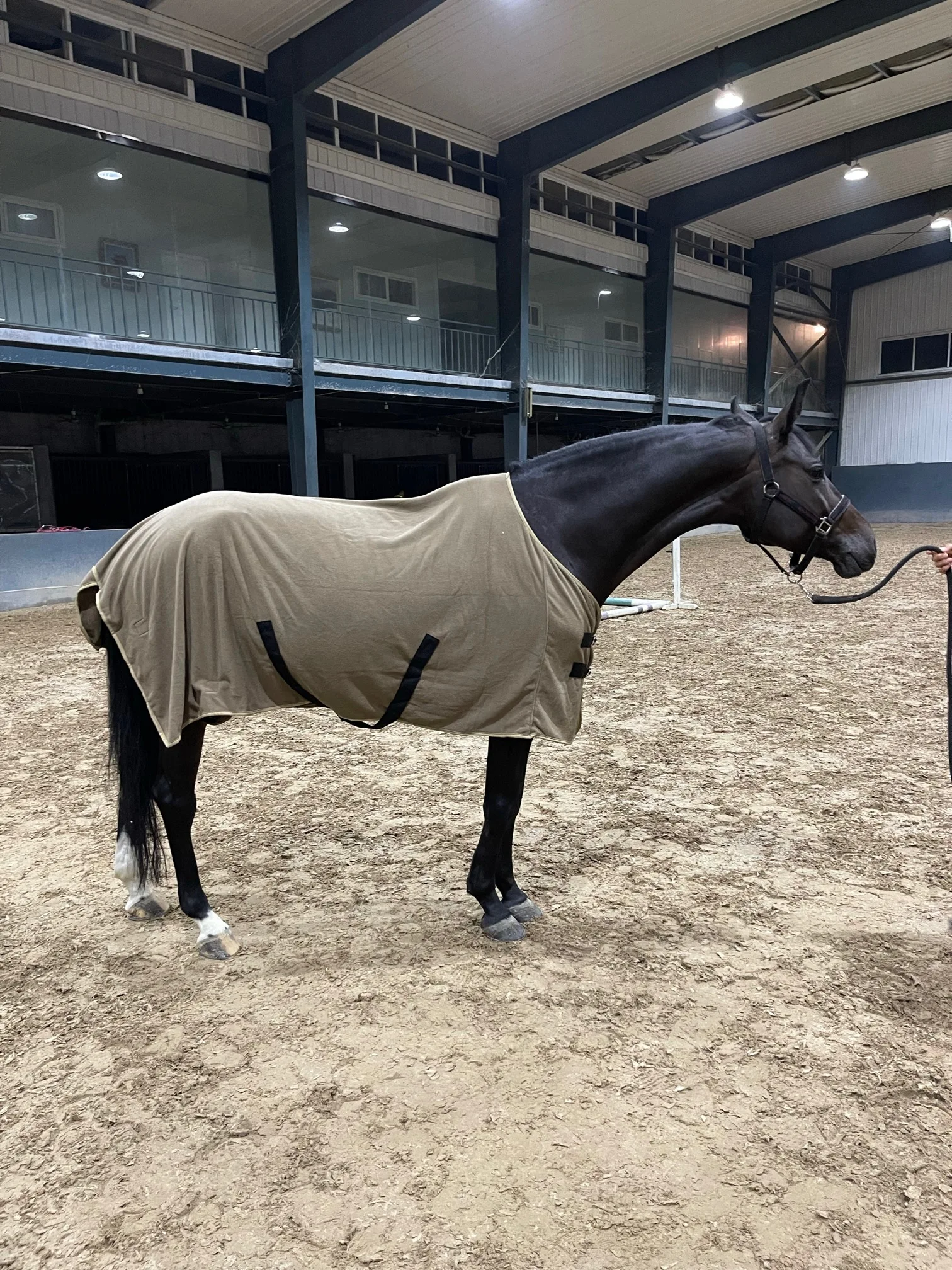 Summer Breathable Anti-mosquito Horse Covering Horse Fly Sheet