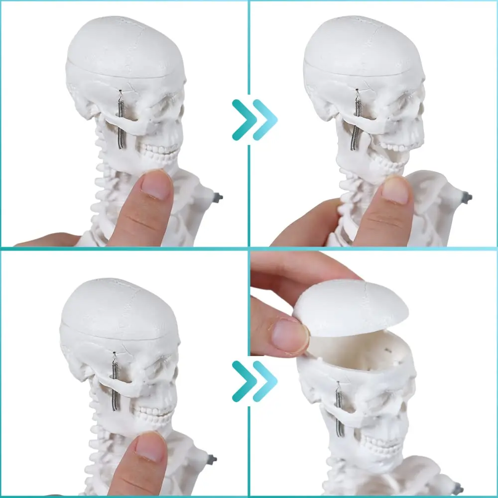 45CM Human Skeleton Model Anatomical Anatomy human Flexible Medical anatomical boneco toy in medical science supplies anatomical models
