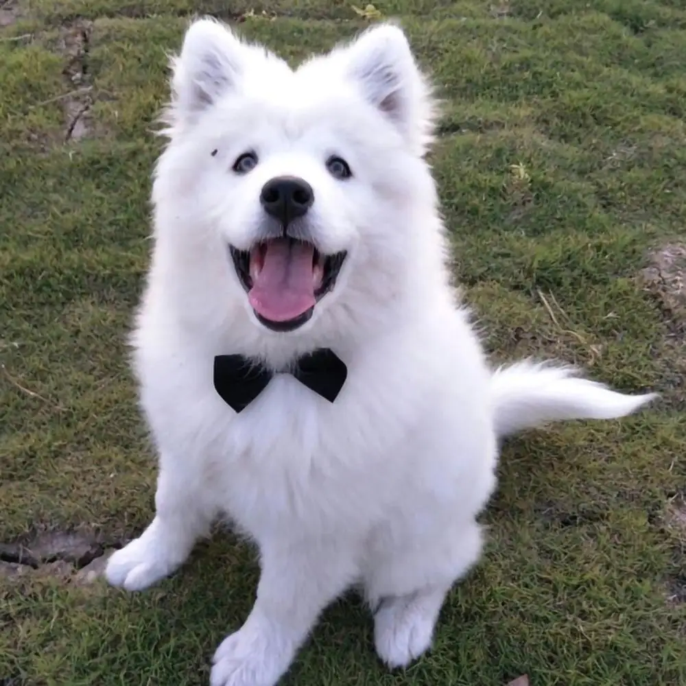 Samoyed top bow tie