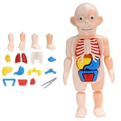 Jouet d'anatomie du corps humain, assemblage d'orgue éducatif préscolaire, Diy, 2022X1 