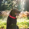 PU Leather Dog Collar Soft Padded Dog Collars Necklace Adjustable Pet Necklace For Small Medium Large Dogs Pitbull Labrador Pug 5