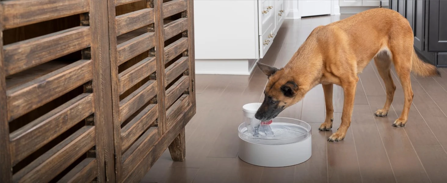 Outlast Fountain Dog