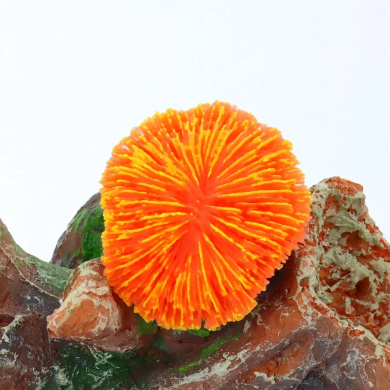 Saw Coral Decoration 5