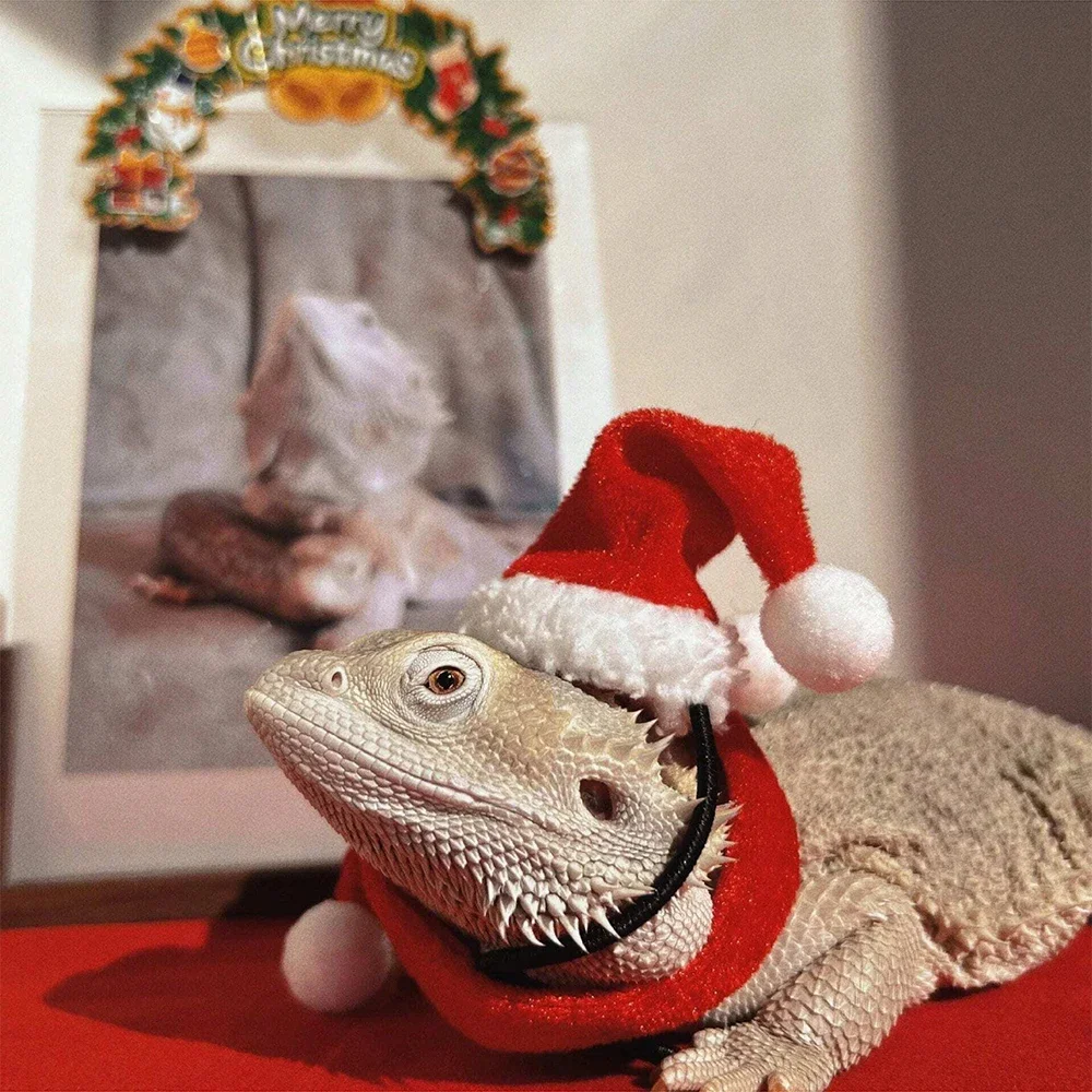 2pcs Lizard Christmas Hat And Scarf Set