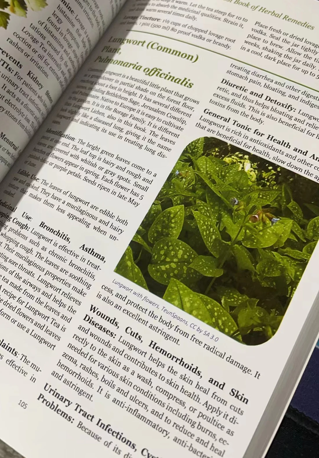 El libro perdido de remedios herbales, el poder curativo de la medicina vegetal, Paperback-Contiene imágenes de colores