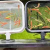 Extendable Aquarium Square Net - Stainless Steel Fish & Shrimp Catcher w/Foldable Handle, Tank Clean Tool for Plant/Algae 3