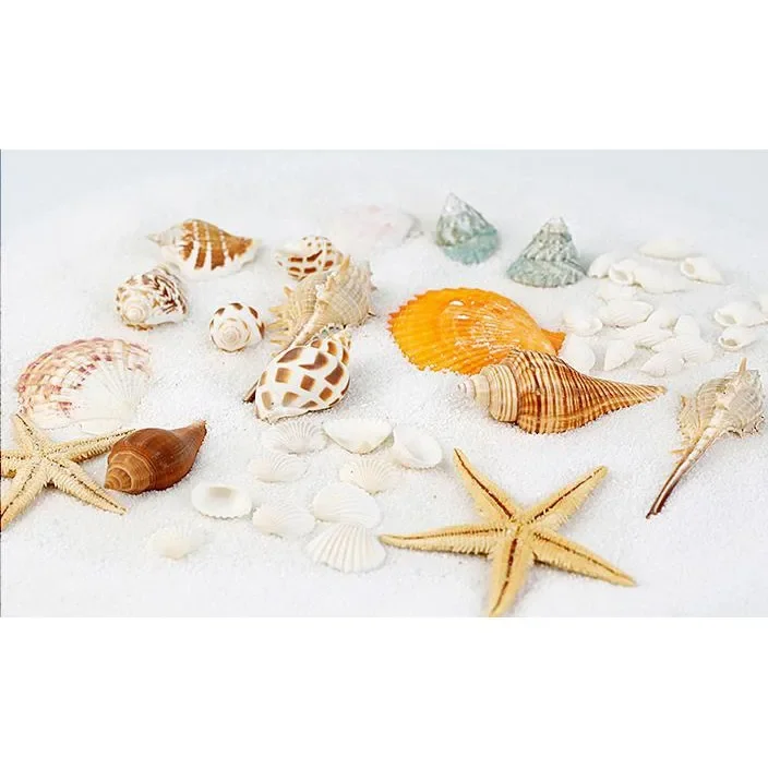 Snail shells and star decorated photography props