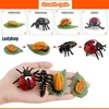 1 Box Animal And Plant Growth Cycle Examples Children Toy Insect Models Montessori Learning Aids 5