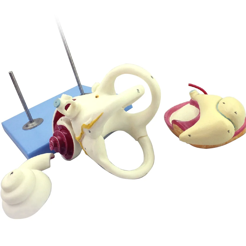 Human inner ear lost auditory small bone tympanic membrane Cochlea model, ENT doctor-patient communication teaching aids