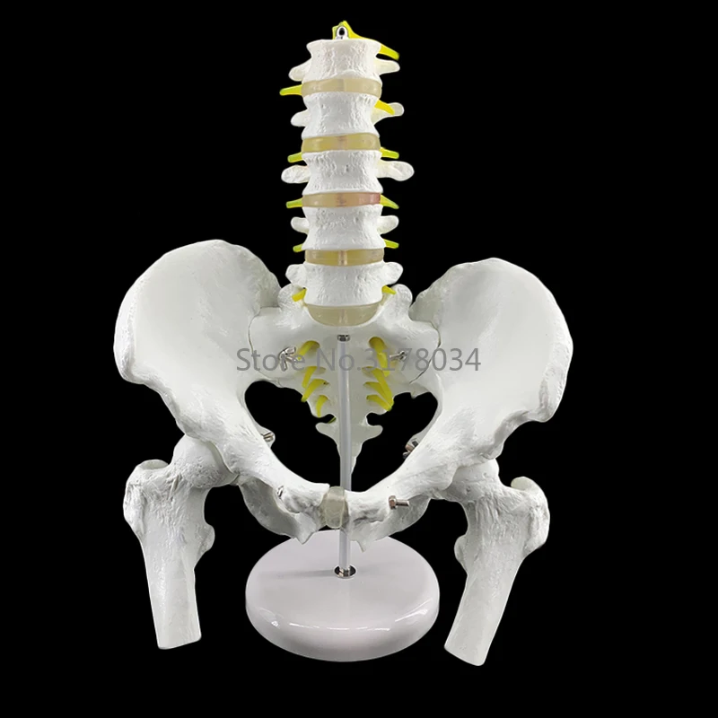 Anatomy.jpg