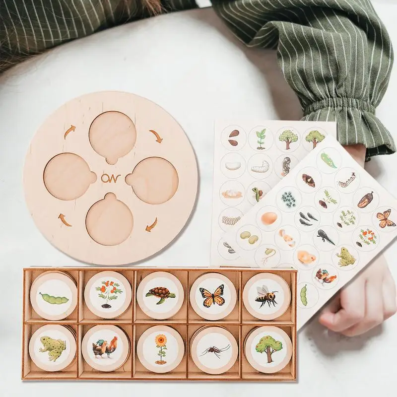 Рисунок 3 - Доска с циклом роста жизни для малышей