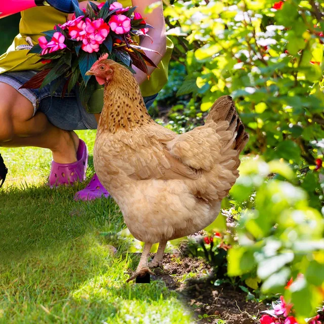 Tyúk Akril Kültéri Udvar Beszúrása Kerti Dekoráció Beillesztése Kártya Ház Száma Fény - Image 5