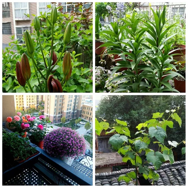 10 Darabos Zöld Levél Lombos Növényi Élelmiszer-Nyomelem Vízben Oldódó Műtrágya Táplálkozási Kiegészítők Kezelése Egészségtelen Levelek - Image 3