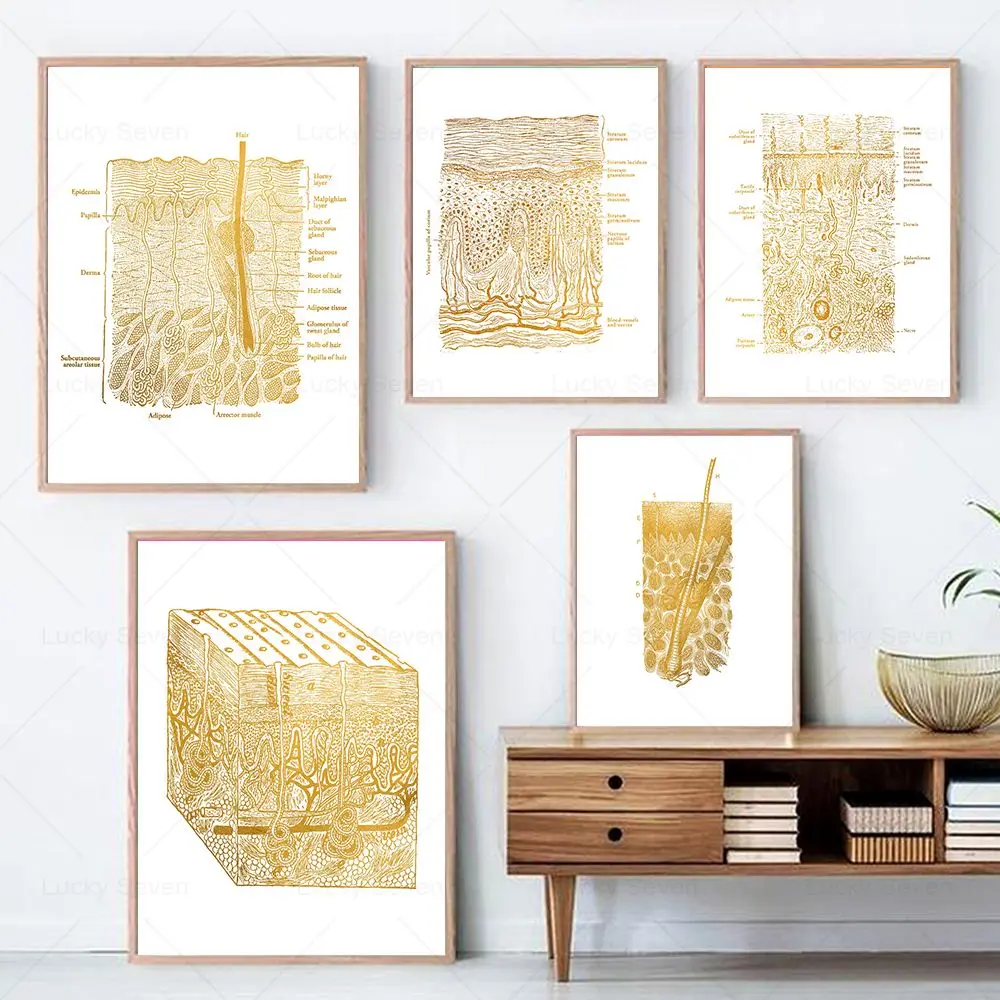 Skin Anatomy Poster Set 3